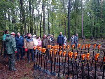 Akcja sadzenia dębów w Nadleśnictwie Brzeziny, 